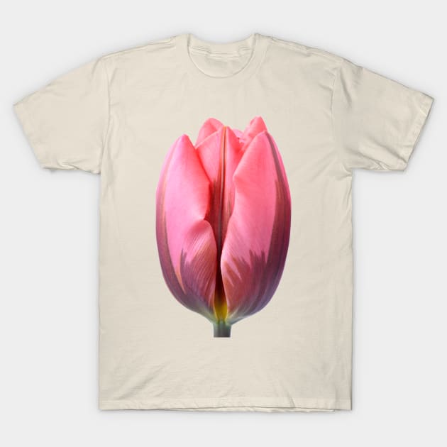 Tulipa &#39;Pretty Princess&#39; Triumph Group Tulip T-Shirt by chrisburrows